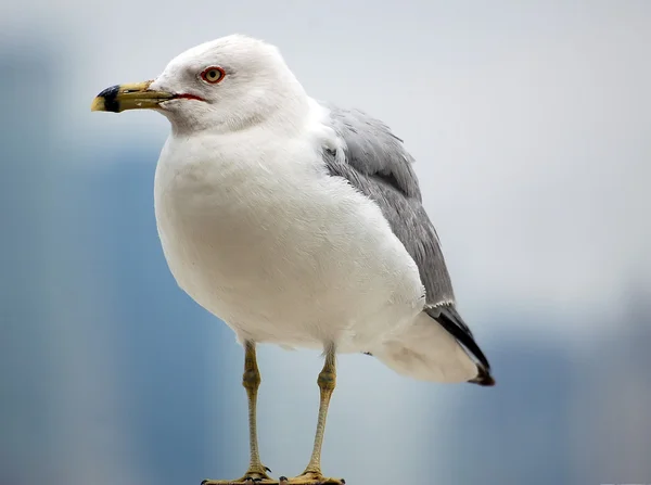 Walking Seagull — Stock Photo, Image