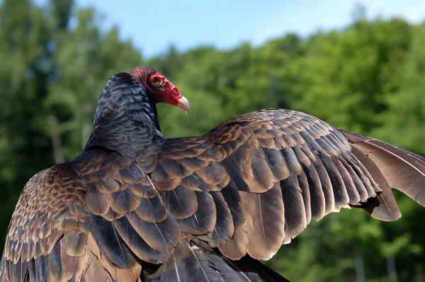 土耳其秃鹫 — 图库照片