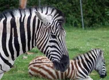 Zebra