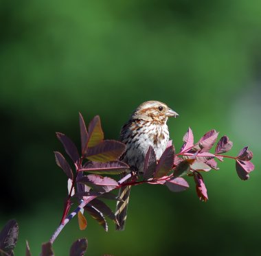 Serçe (Spizella Passerina chipping)