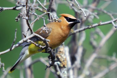 Cedar Waxwing (Bombycilla cedrorum) clipart