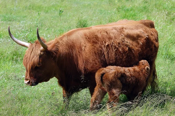 stock image Young beef with it,s mother