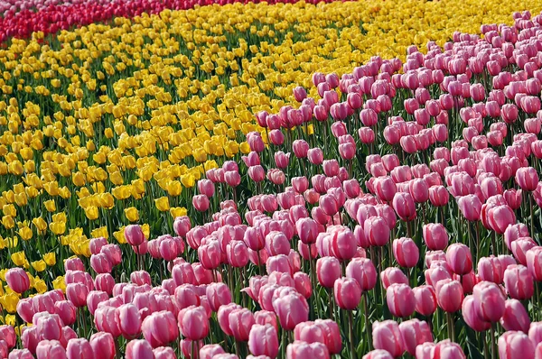Tulip's Field — Stock Photo, Image