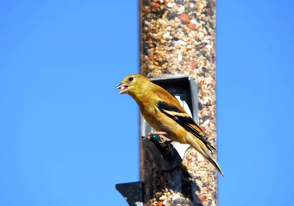 American Goldfinch — Stock Photo, Image