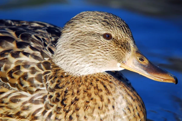 Female Mallard Duck — Zdjęcie stockowe
