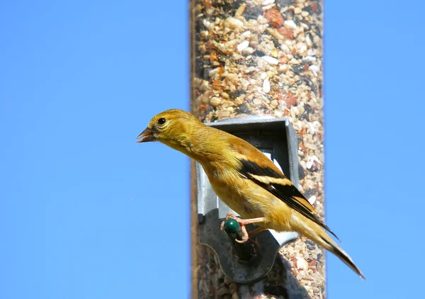 Goldfinch americano — Fotografia de Stock