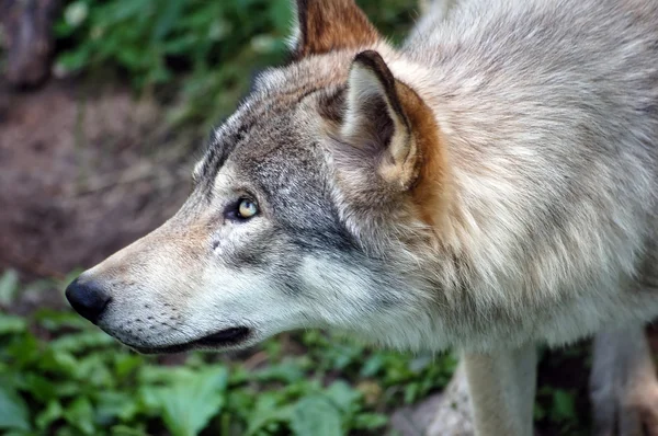 Волк — стоковое фото