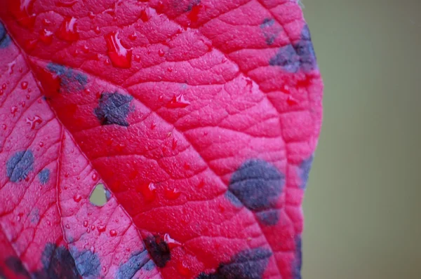 Rött och maple leaf — Stockfoto