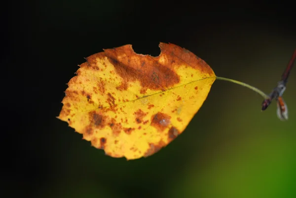 Höst löv — Stockfoto