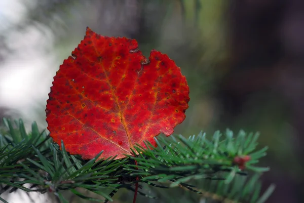 Autumn Leaf — Stock Photo, Image