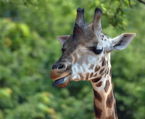 Girafa (Girafa camelopardalis ) — Fotografia de Stock