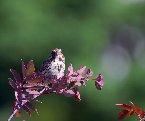 Chipping Sparrow ( Spizella Passerina) — Stock Photo, Image