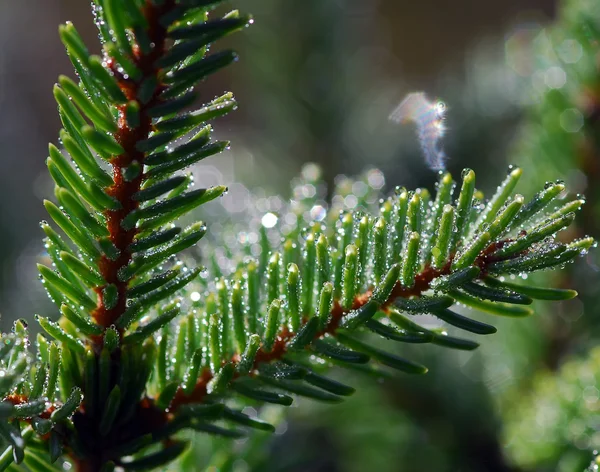 Vintergröna gren — Stockfoto