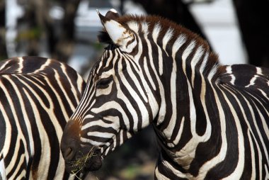 Düz Zebra (Equus quagga)