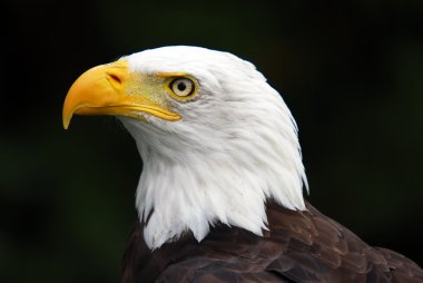 American Bald Eagle (Haliaeetus leucocephalus) clipart