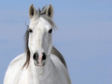 Solgun binici (at - Equus caballus)