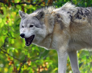 Gray Wolf clipart