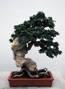 Bonsai