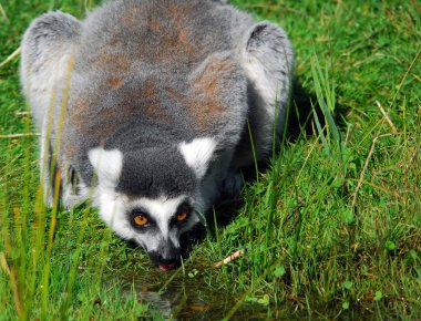 Halka kuyruklu lemur (Lemur catta)