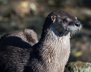 Northern River Otter (Lontra canadensis) clipart