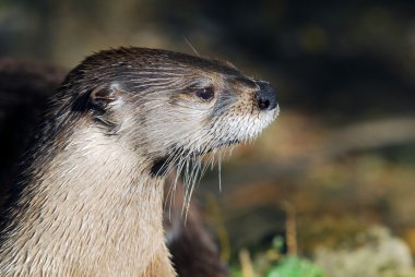 Kuzey Nehri su samuru (Lontra canadensis)