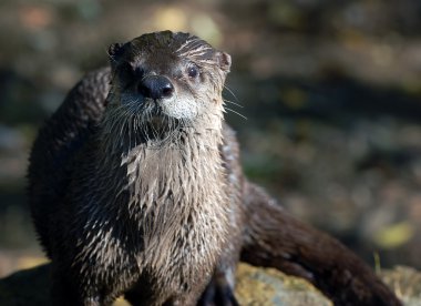 Kuzey Nehri su samuru (Lontra canadensis)