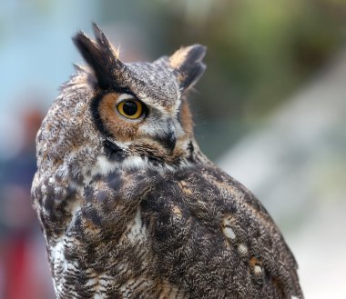 Spotted Eagle Owl (Bubo africanus) clipart