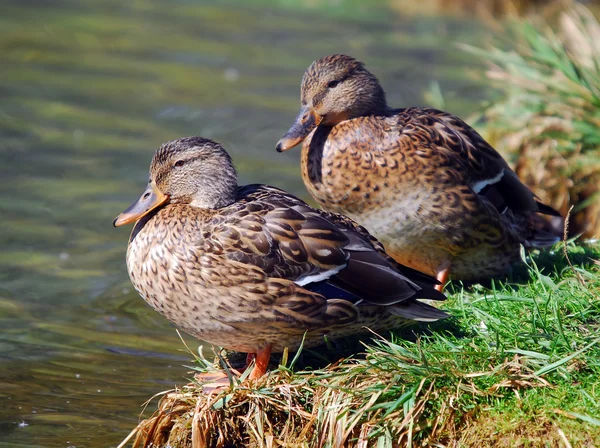 Mallard Ducks — Stock Photo, Image