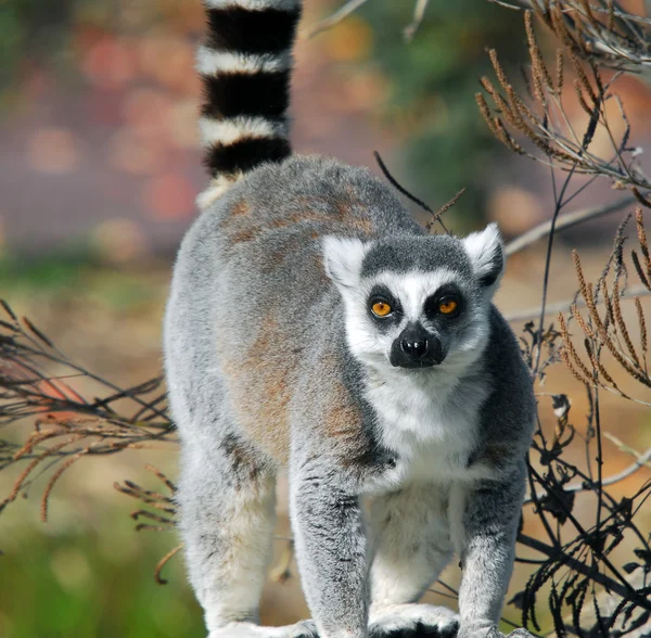Lemur białogłowy (Lemur catta)) — Zdjęcie stockowe
