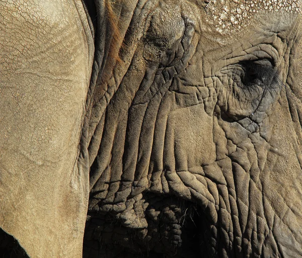 Sloni (Slonovití) — Stock fotografie
