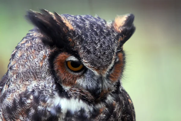 Great Horned Owl (Bubo virginianus) — Stock Photo, Image