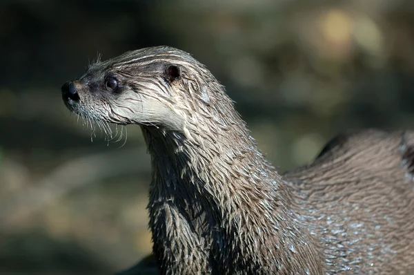 Northern River Otter (Lontra cansis) ) — стоковое фото