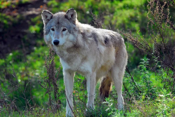 Серый волк (Canis lupus) — стоковое фото