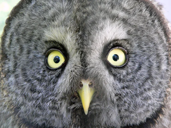 北方斑点猫头鹰 (思瑞克蓟马 caurina) — 图库照片
