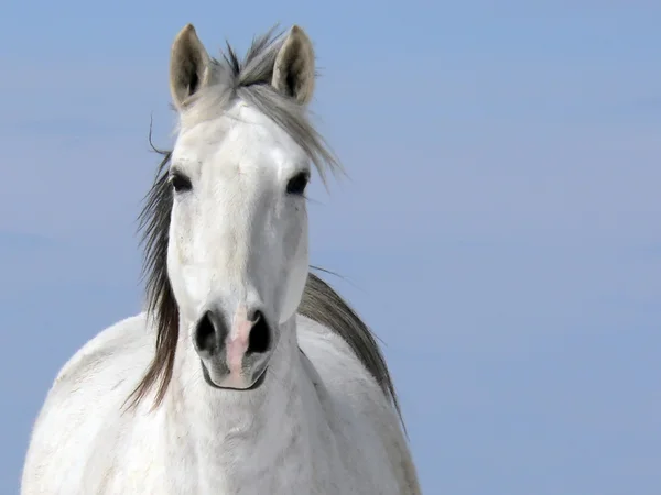 stock image Pale Rider (Horse - Equus caballus)