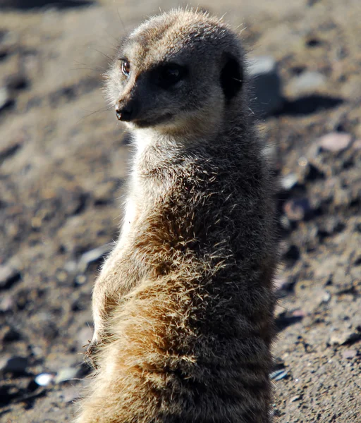 Szurikáta (suricata suricatta) — Stock Fotó