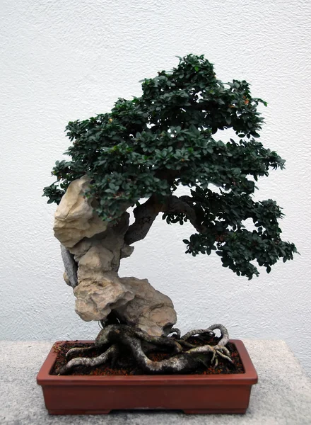 stock image Bonsai