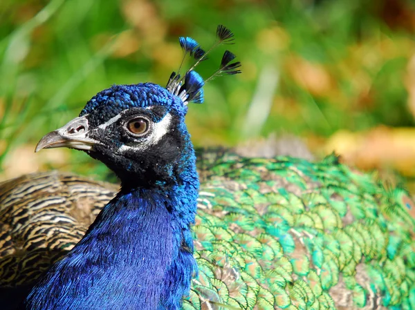 นกยูงอินเดีย (Pavo Chrisatus ) — ภาพถ่ายสต็อก