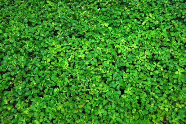 Coberto de vegetação — Fotografia de Stock