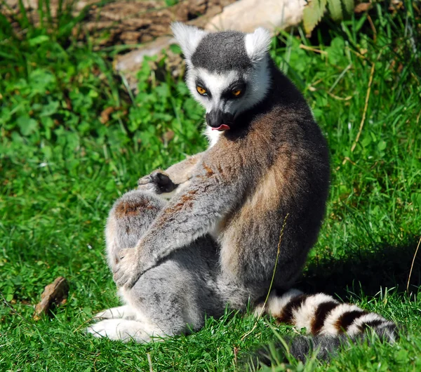 Ringstaartmaki (Lemur catta)) — Stockfoto