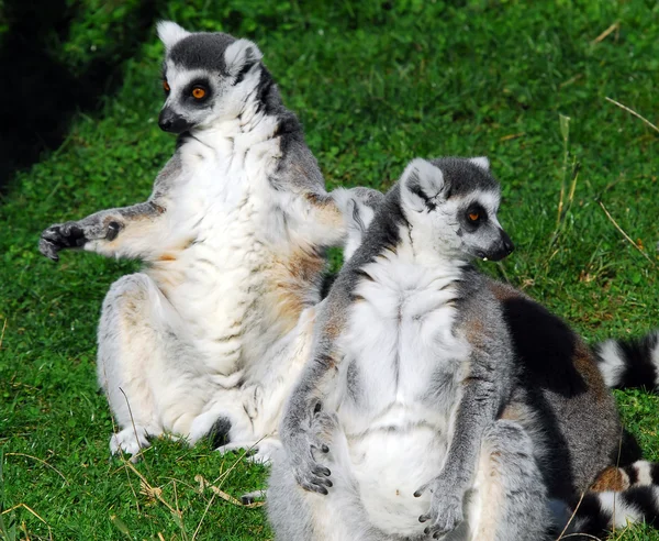 Limone dalla coda ad anello (Lemur catta) — Foto Stock
