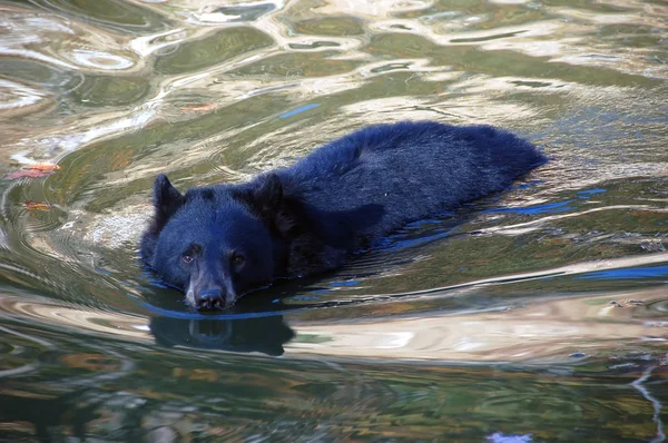 Balck bear zwemmen — Stockfoto