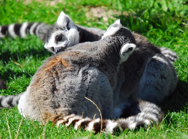 Lemur białogłowy (Lemur catta)) — Zdjęcie stockowe