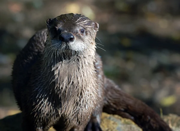 Northern River Otter (Lontra cansis) ) — стоковое фото