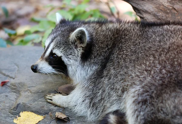 Gemensamma Raccoon (Procyon lotor) — Stockfoto