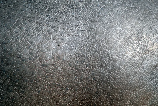 stock image Hippopotamus skin