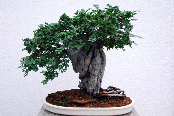 Bonsai