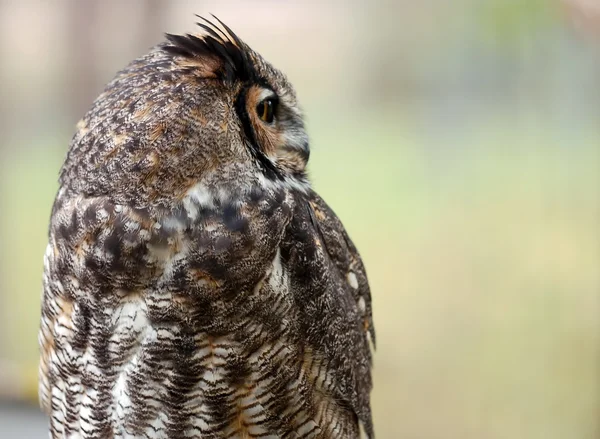 Spotted Eagle Owl (Bubo africanus) — Stock Photo, Image