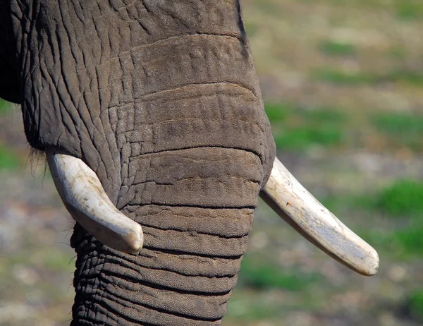 Elefántok (Elephantidae) — Stock Fotó