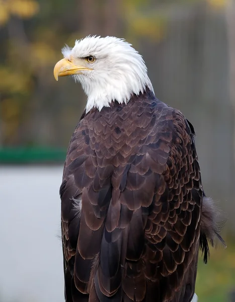 Águila calva americana (Haliaeetus leucocephalus) —  Fotos de Stock